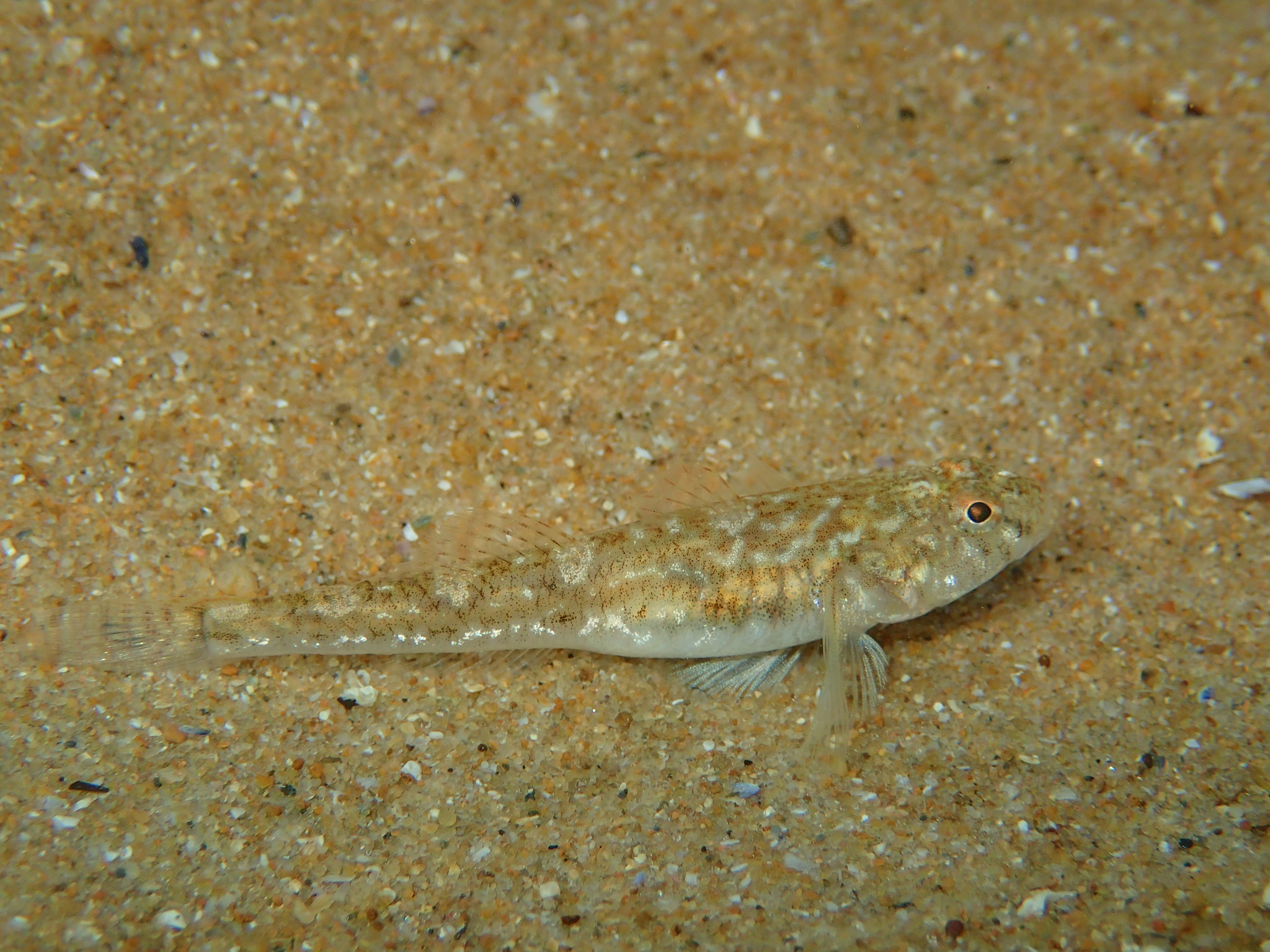 image of pomatoschistus microps \(common goby\)
