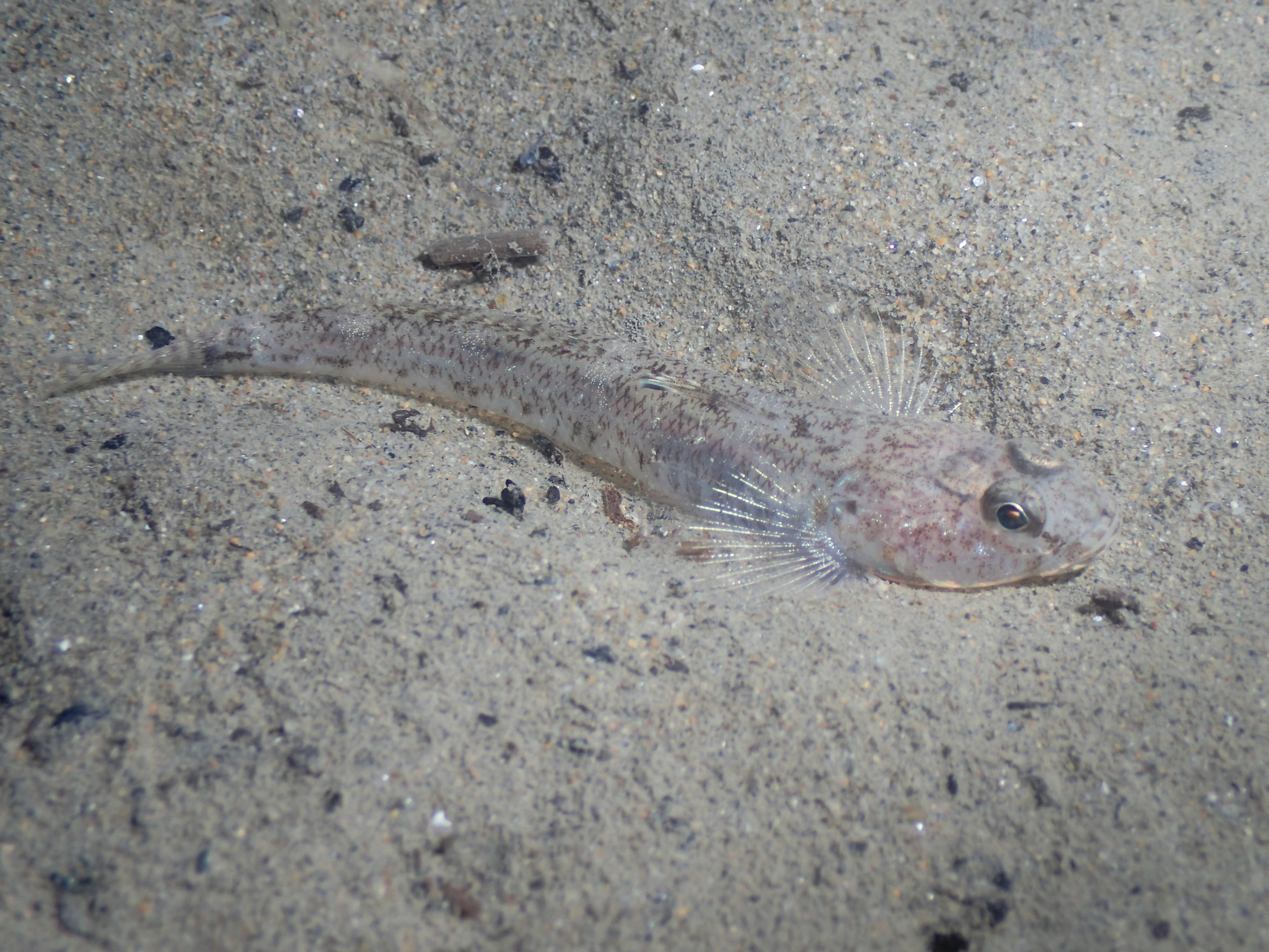 image of pomatoschistus minutus \(sand goby\)