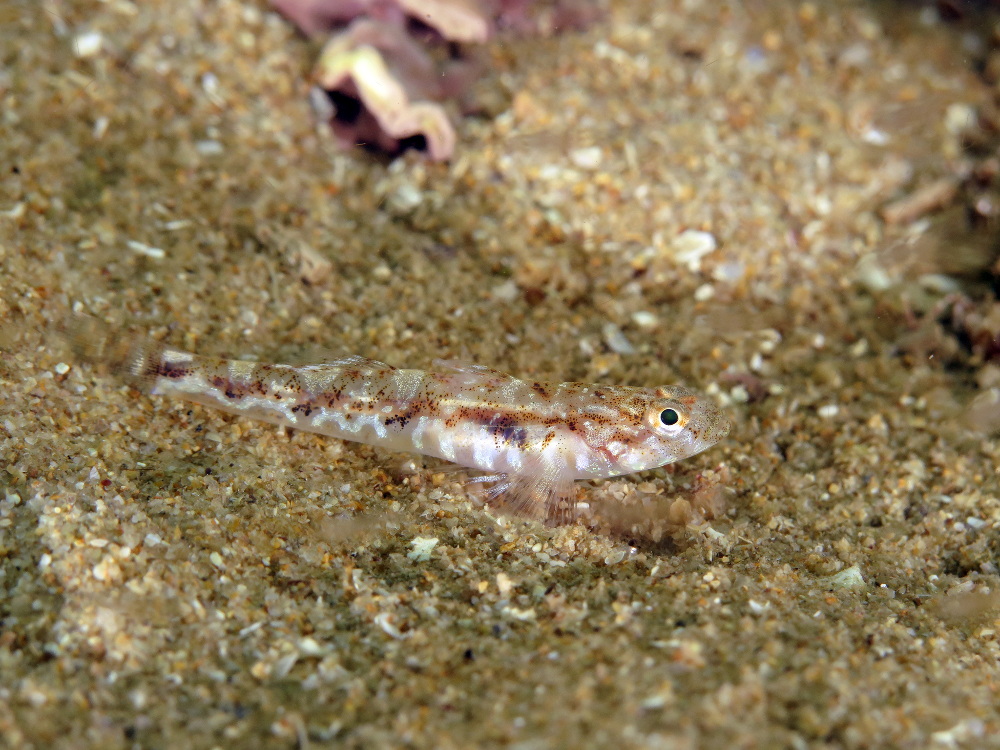 image of pomatoschistus pictus \(painted goby\)