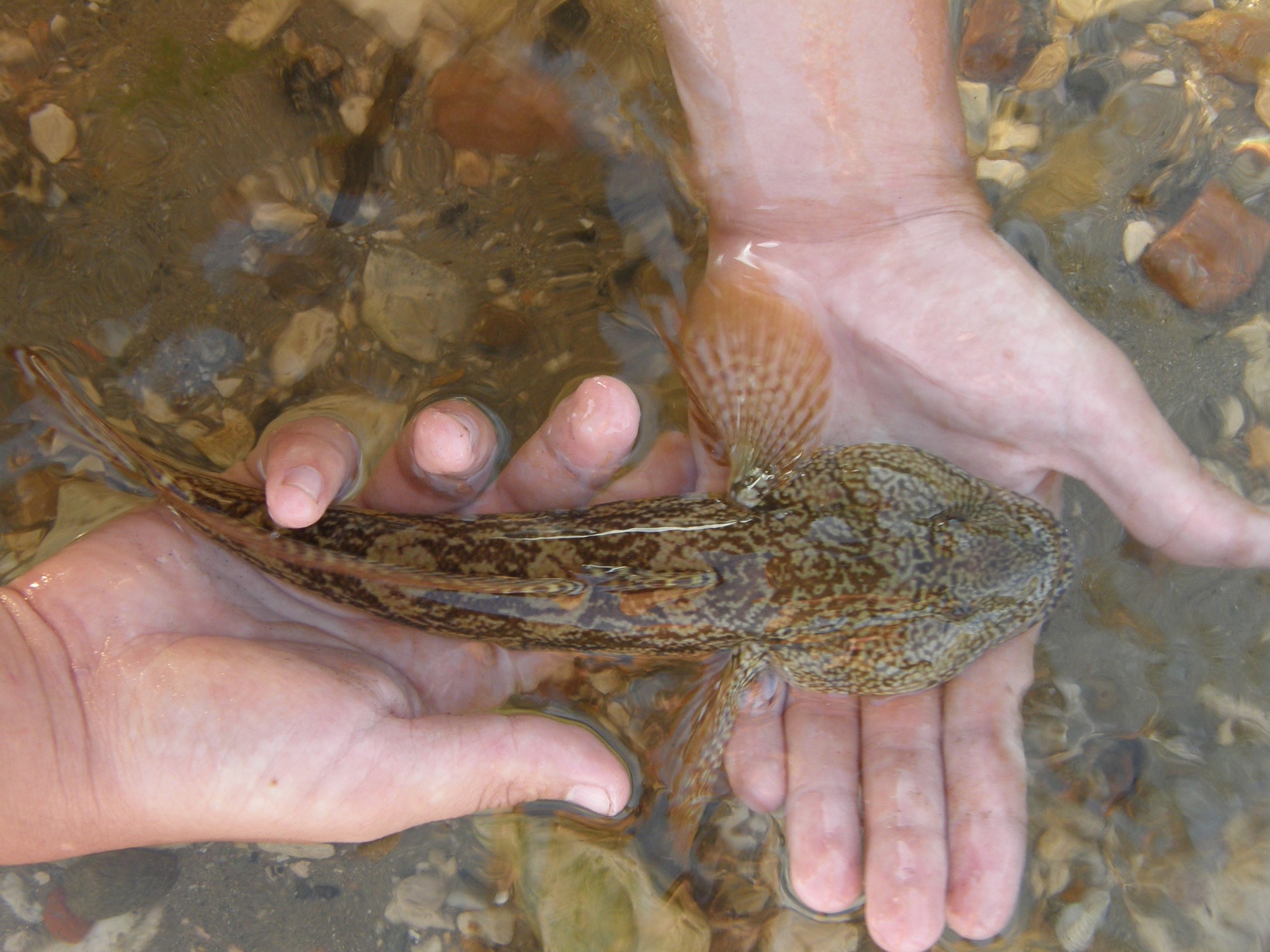 image of ponticola kessleri \(bighead goby\)