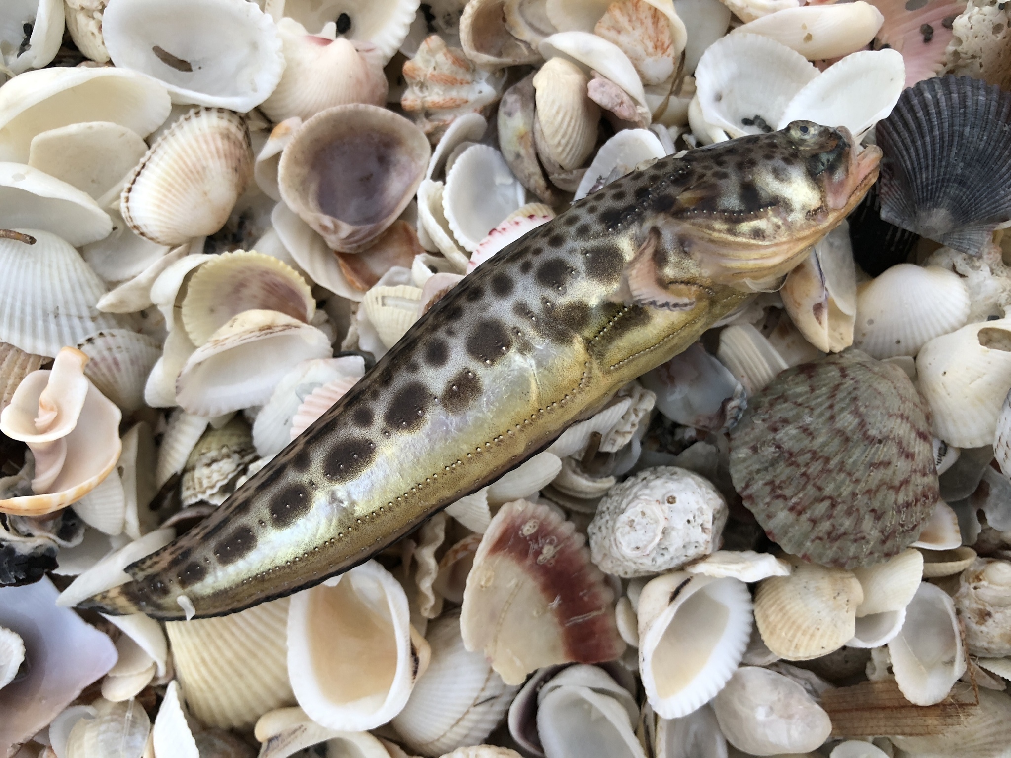 image of porichthys plectrodon \(atlantic midshipman\)