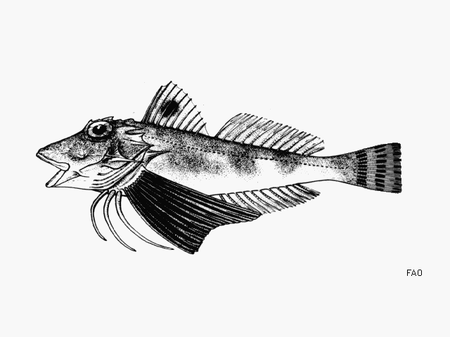image of prionotus beanii \(bean's searobin\)