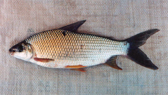 image of prochilodus costatus
