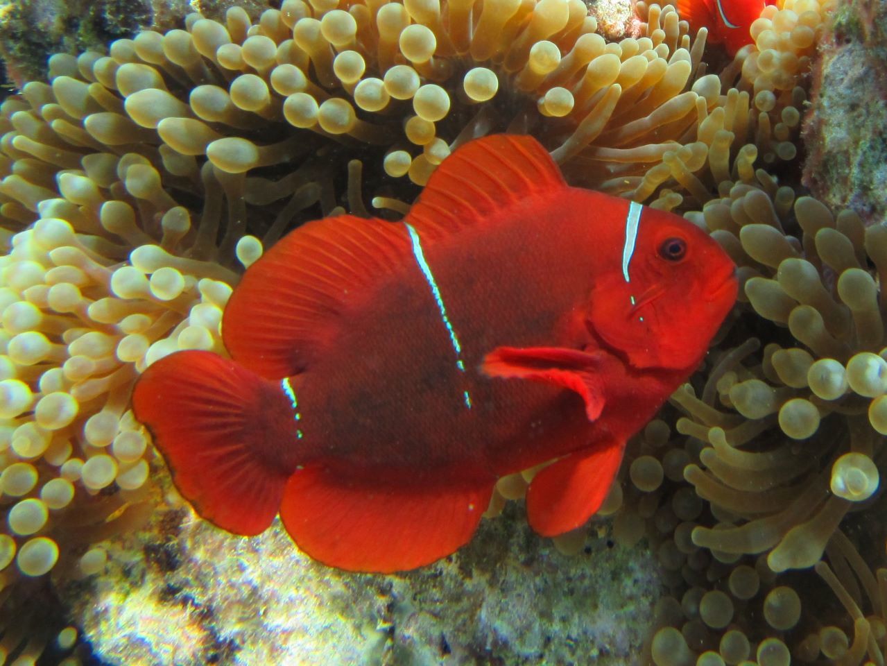 image of amphiprion biaculeatus \(spinecheek anemonefish\)