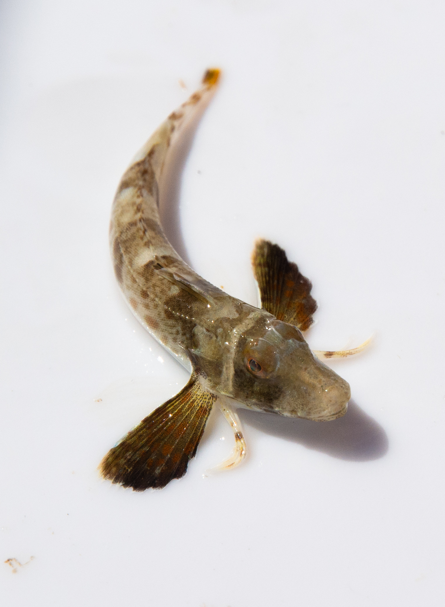 image of prionotus carolinus \(northern searobin\)