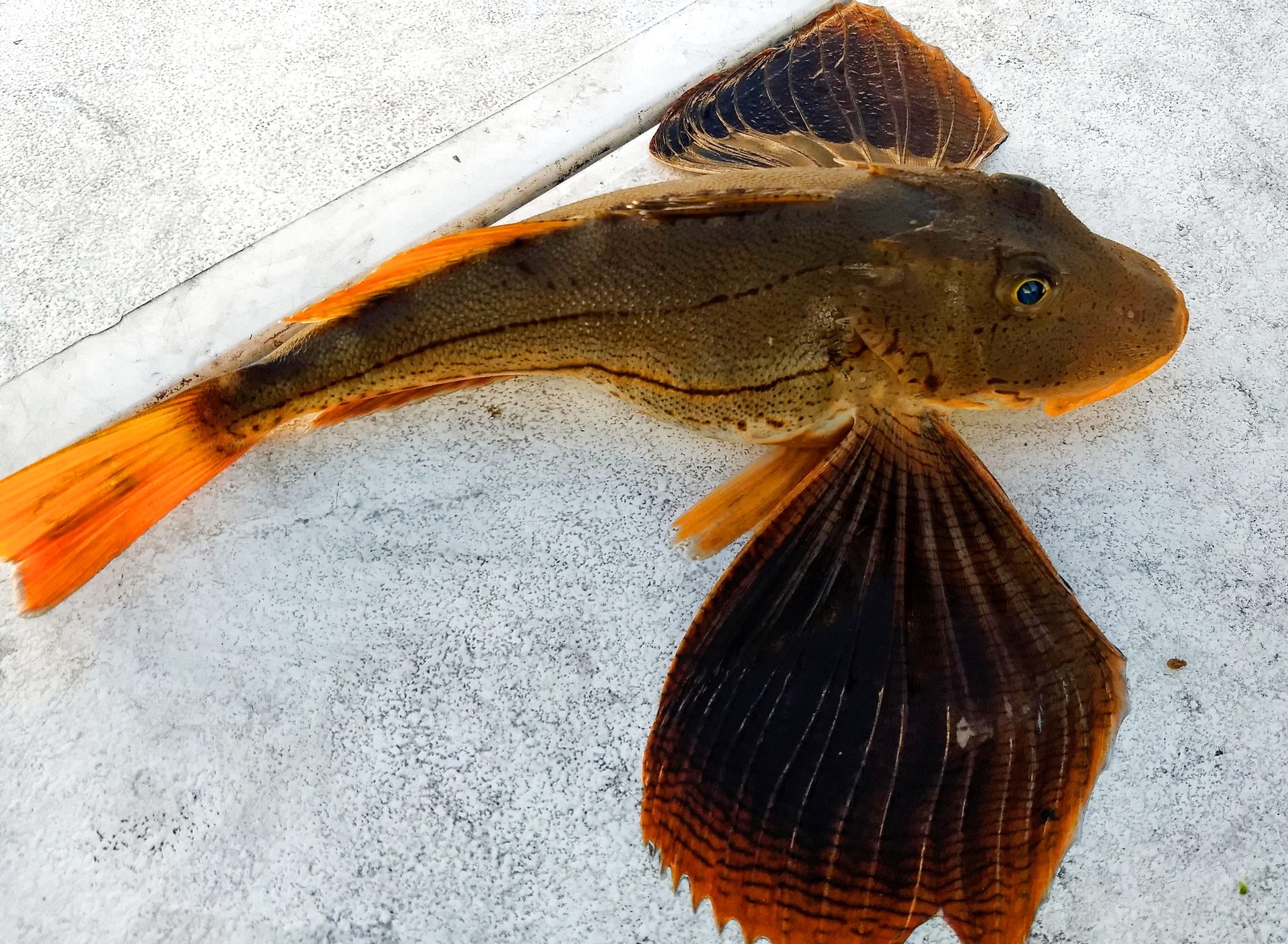image of prionotus evolans \(striped searobin\)