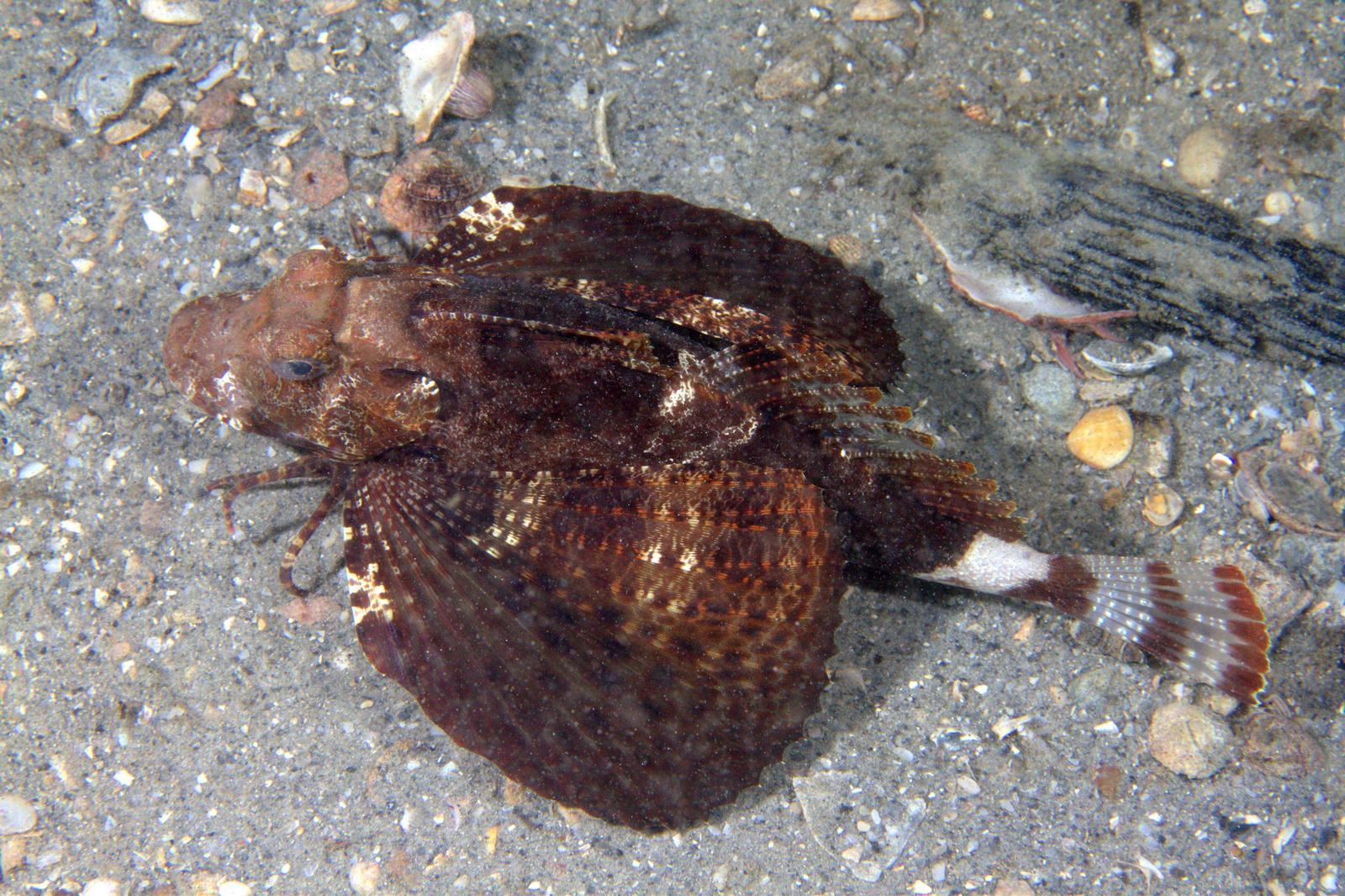 image of prionotus ophryas \(bandtail searobin\)