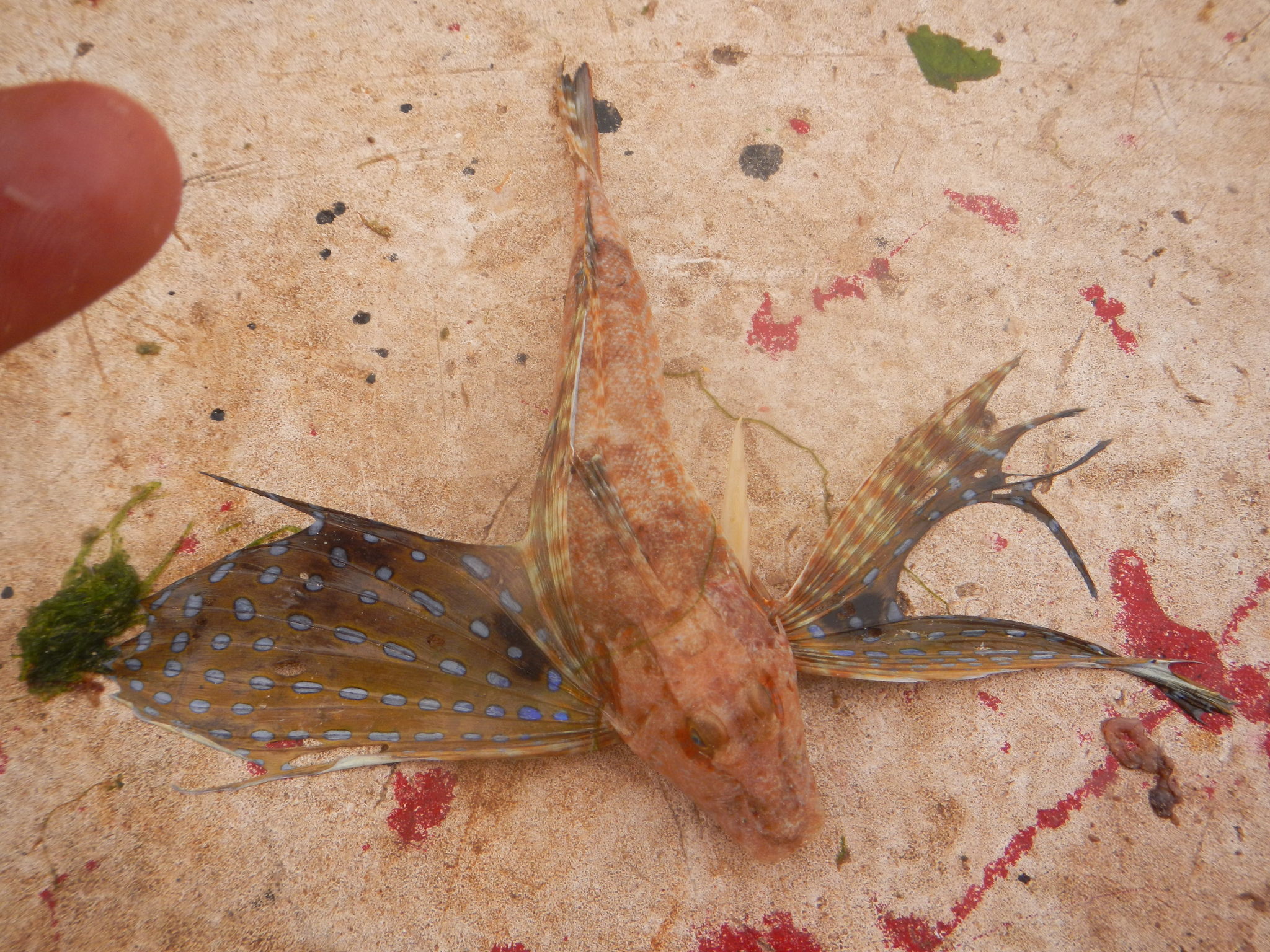 image of prionotus roseus \(bluespotted searobin\)