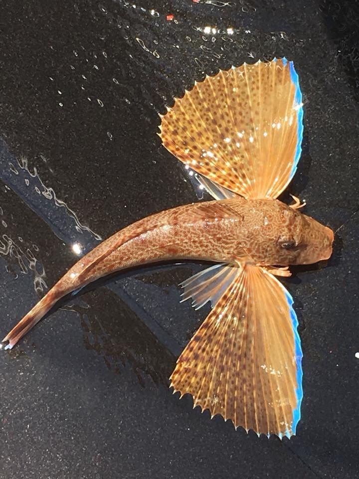 image of prionotus rubio \(blackwing searobin\)