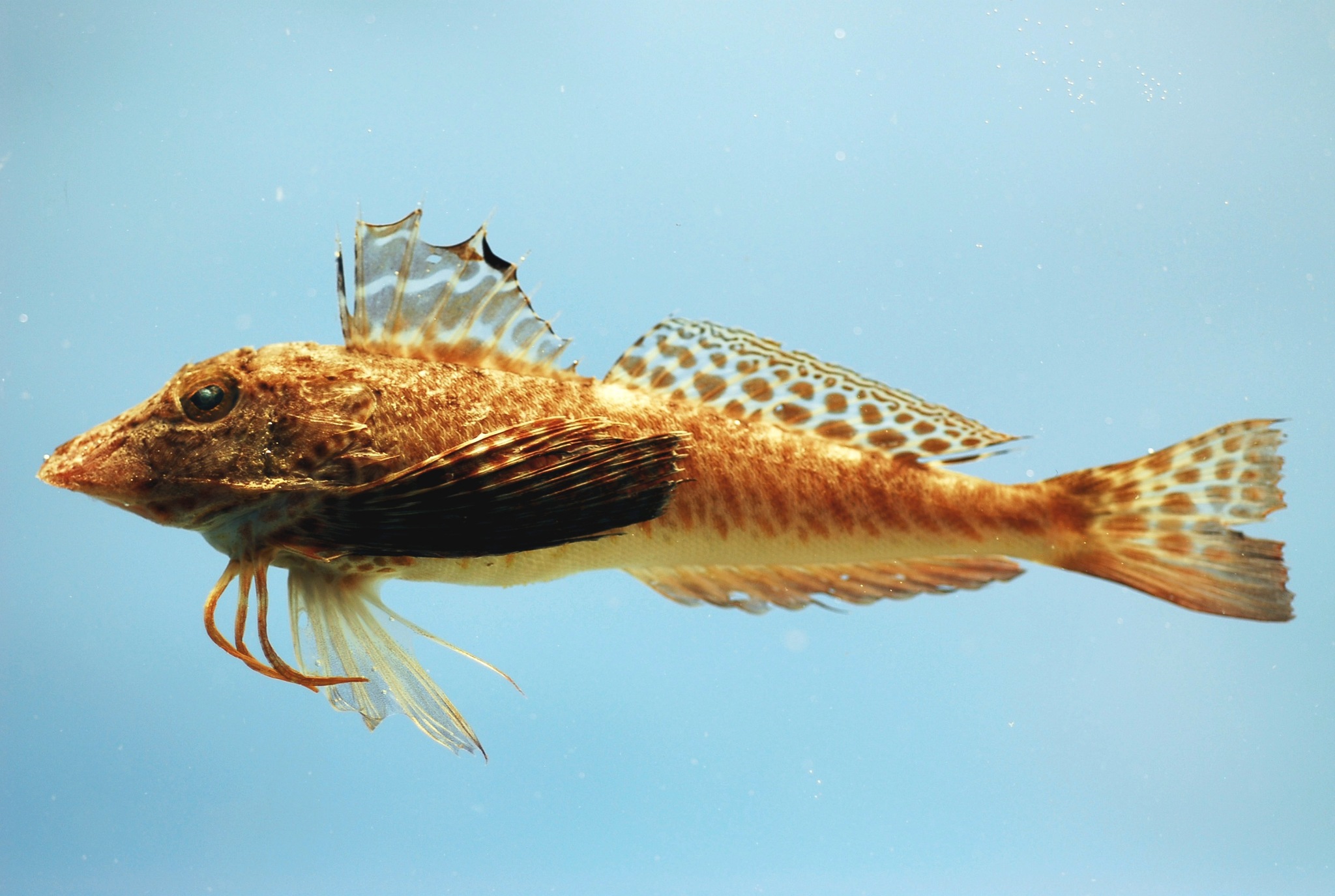 image of prionotus scitulus \(leopard searobin\)