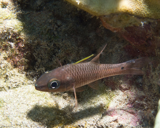 image of pristiapogon kallopterus \(iridescent cardinalfish\)