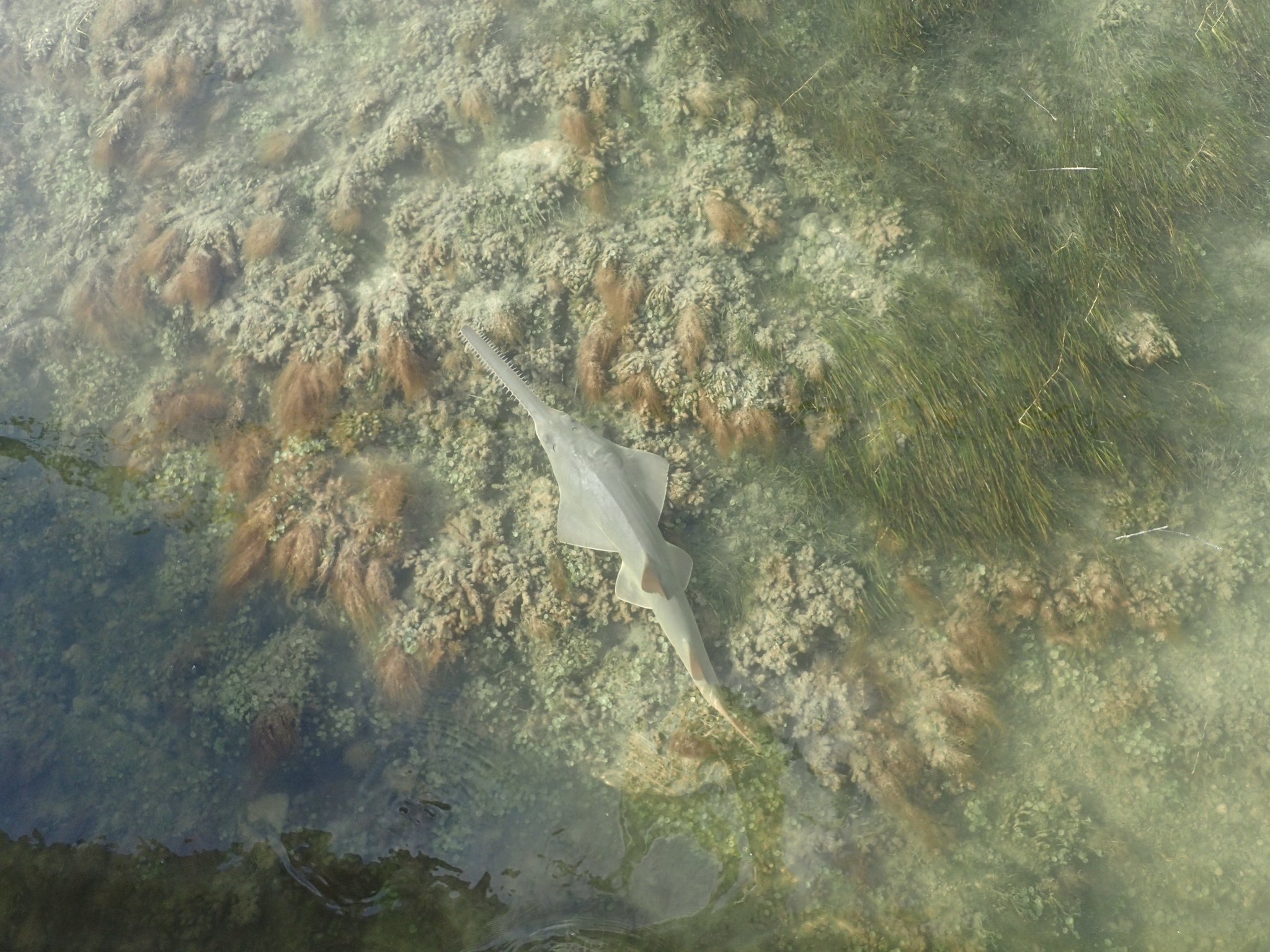 image of pristis pectinata \(smalltooth sawfish\)