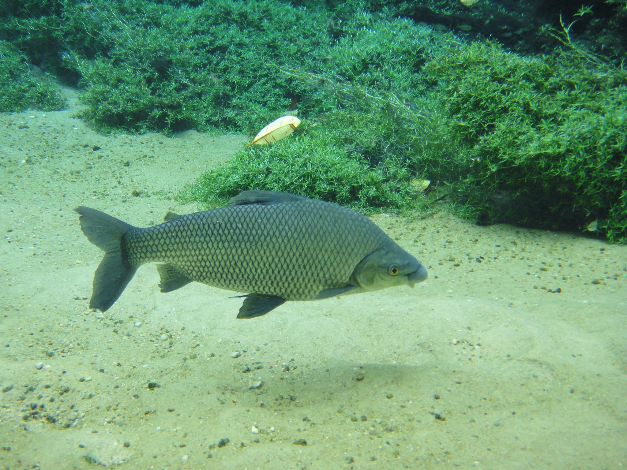 image of prochilodus lineatus \(streaked prochilod\)