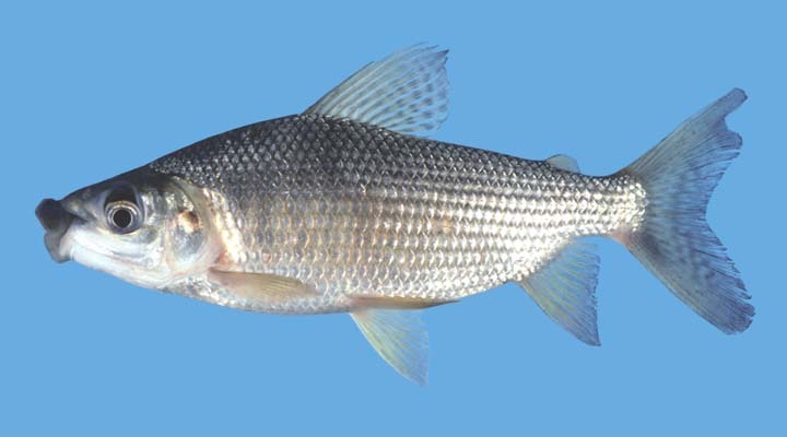 image of prochilodus nigricans \(black prochilodus\)