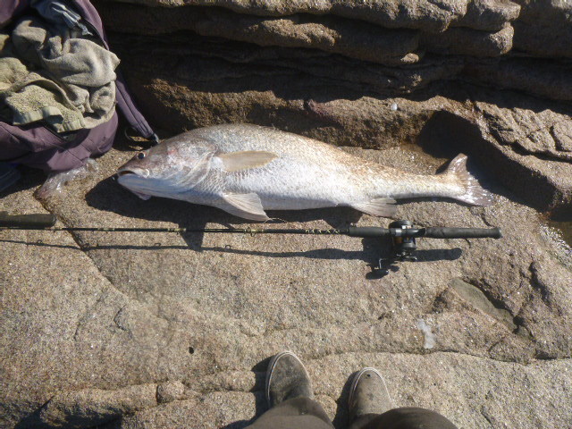 image of protonibea diacanthus \(blackspotted croaker\)