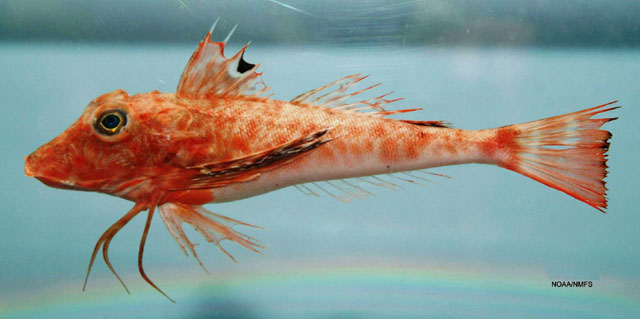 image of prionotus paralatus \(mexican searobin\)