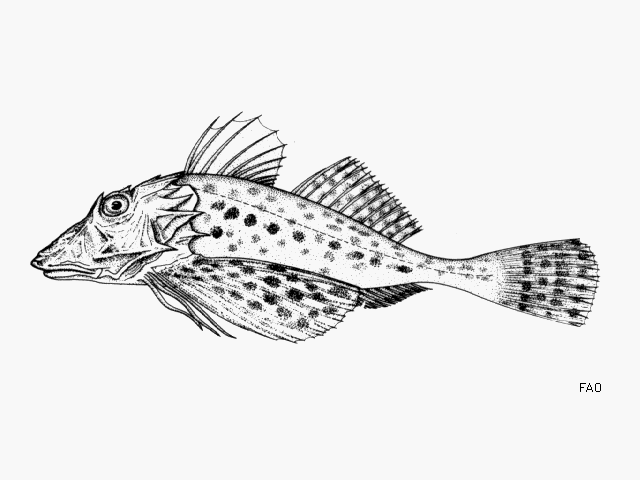 image of prionotus punctatus \(bluewing searobin\)