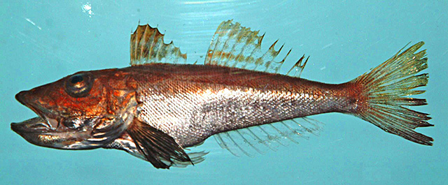image of prionotus stearnsi \(shortwing searobin\)