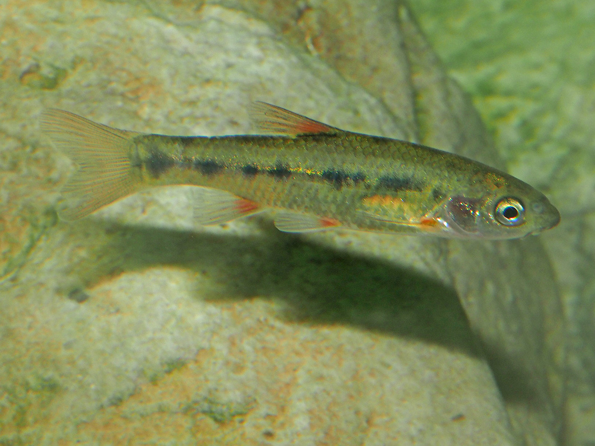 image of pseudobarbus burchelli \(burchell's redfin\)