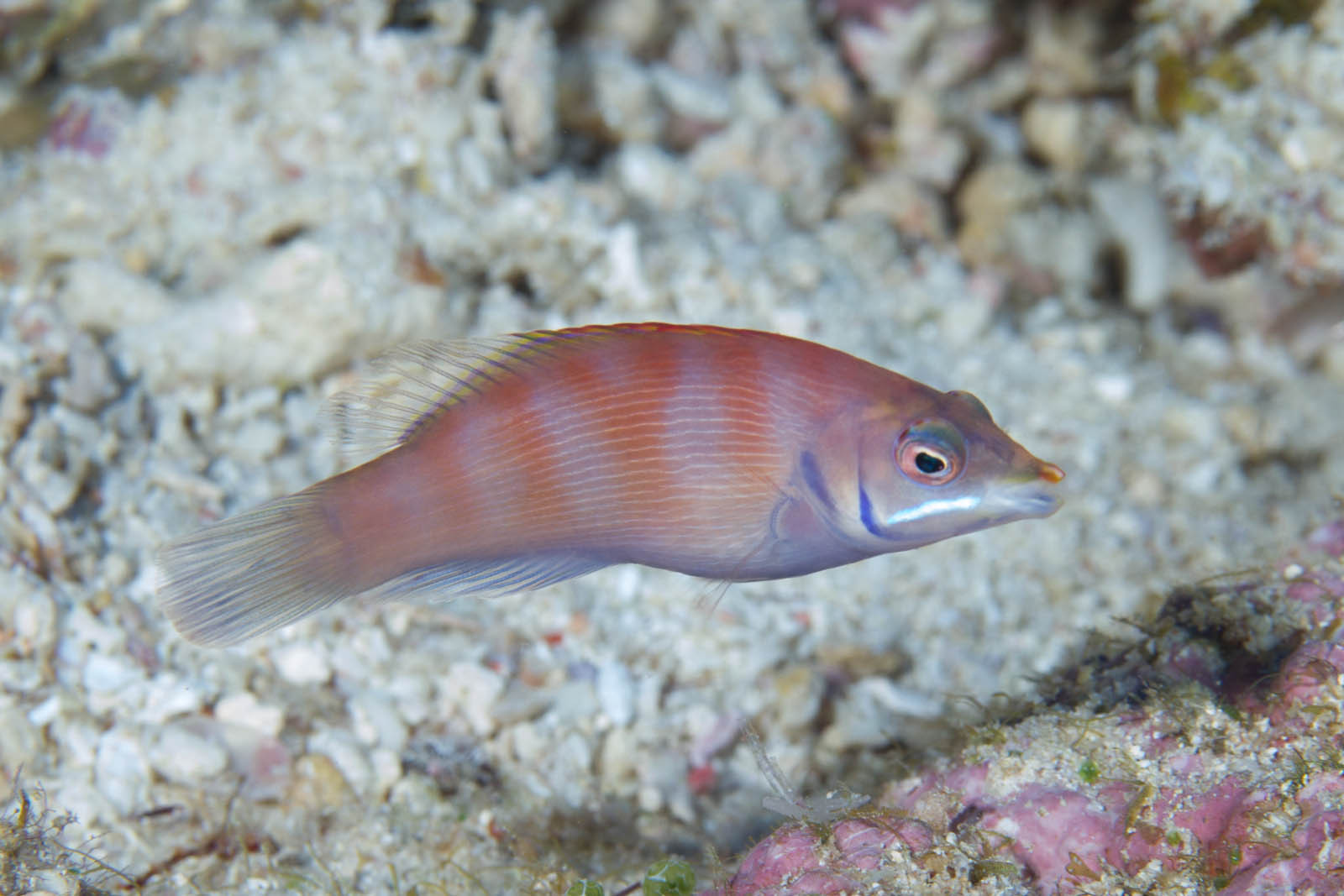 image of pseudocheilinus evanidus \(striated wrasse\)