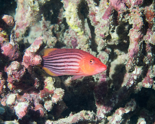 image of pseudocheilinus octotaenia \(eight-lined wrasse\)