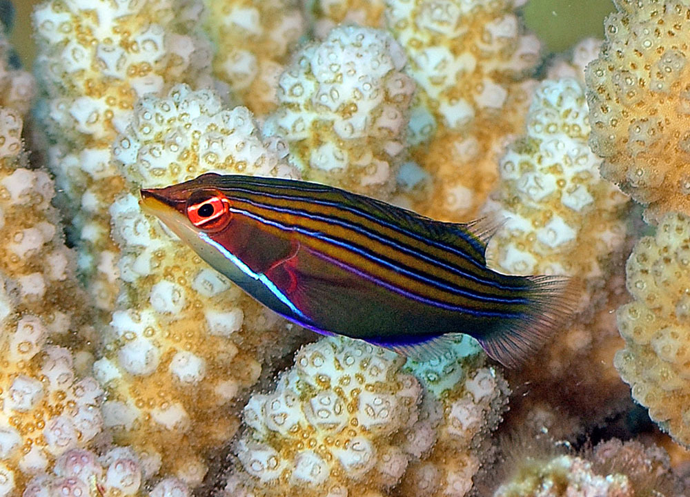image of pseudocheilinus tetrataenia \(four-lined wrasse\)