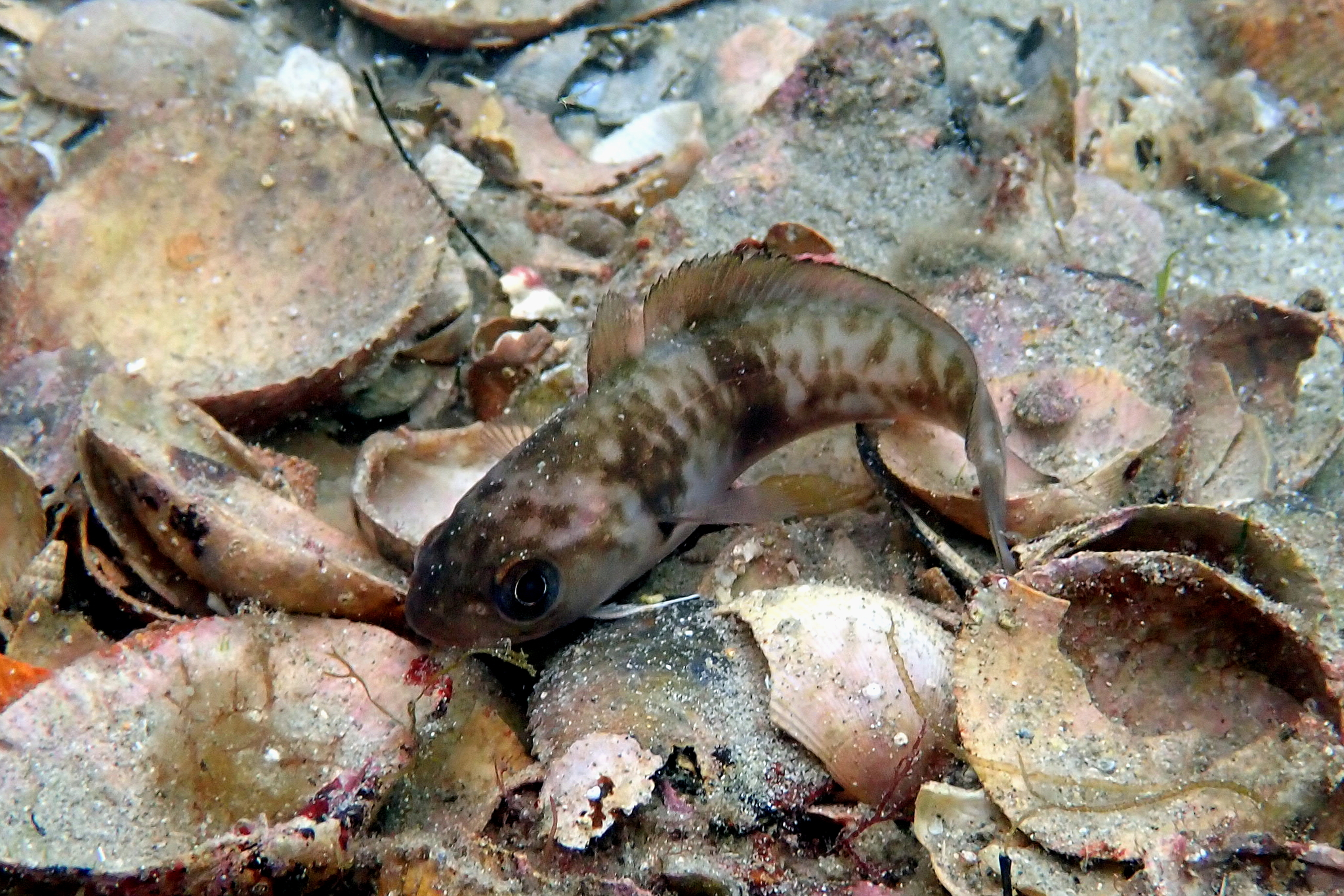 image of pseudophycis bachus \(red codling\)