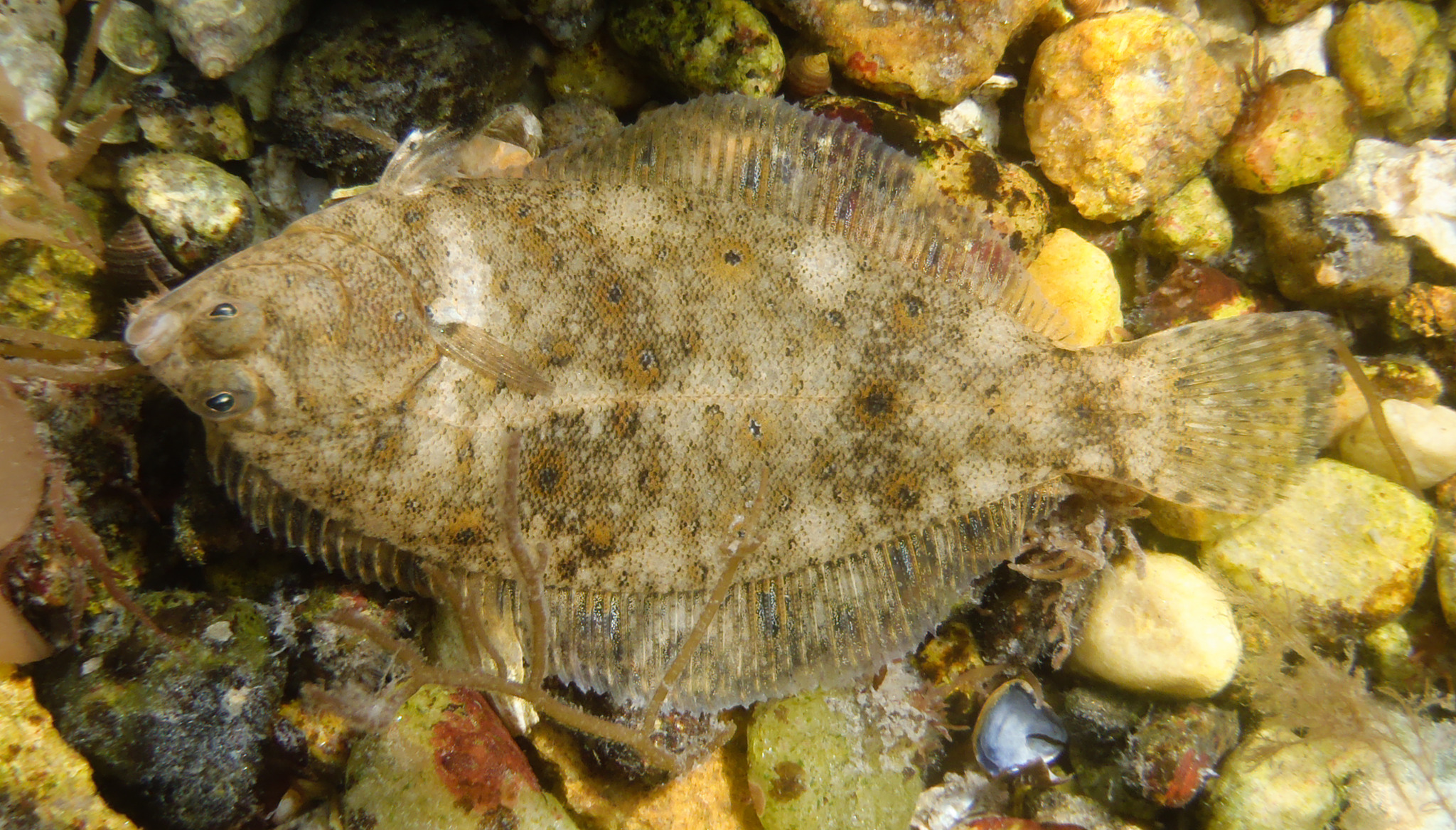 image of pseudopleuronectes americanus \(winter flounder\)