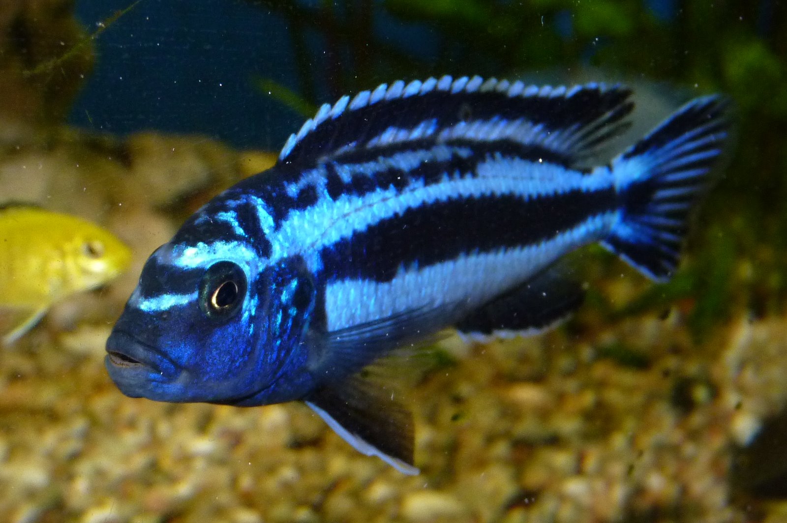 image of pseudotropheus cyaneorhabdos
