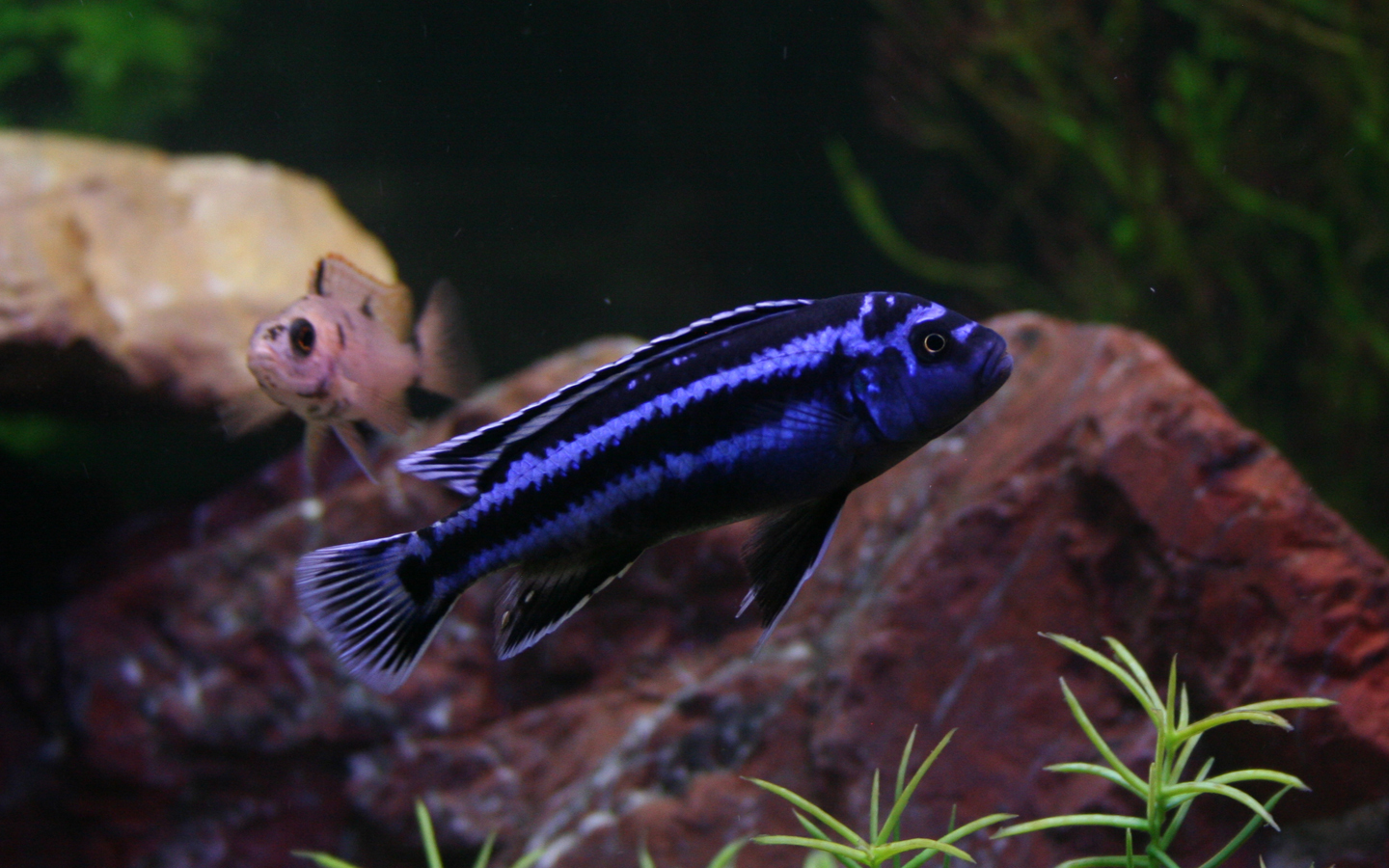image of pseudotropheus johannii \(bluegray mbuna\)