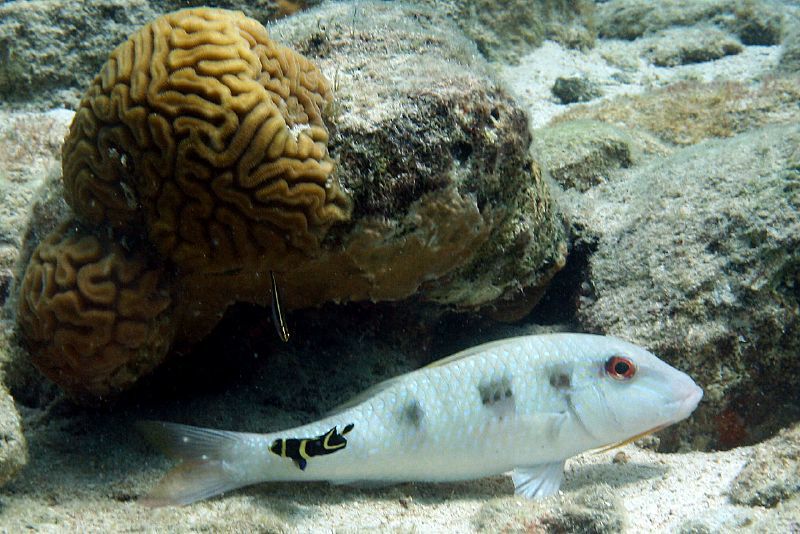 image of pseudupeneus maculatus \(spotted goatfish\)