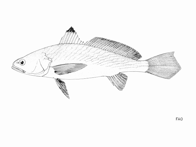 image of pseudotolithus senegalensis \(cassava croaker\)