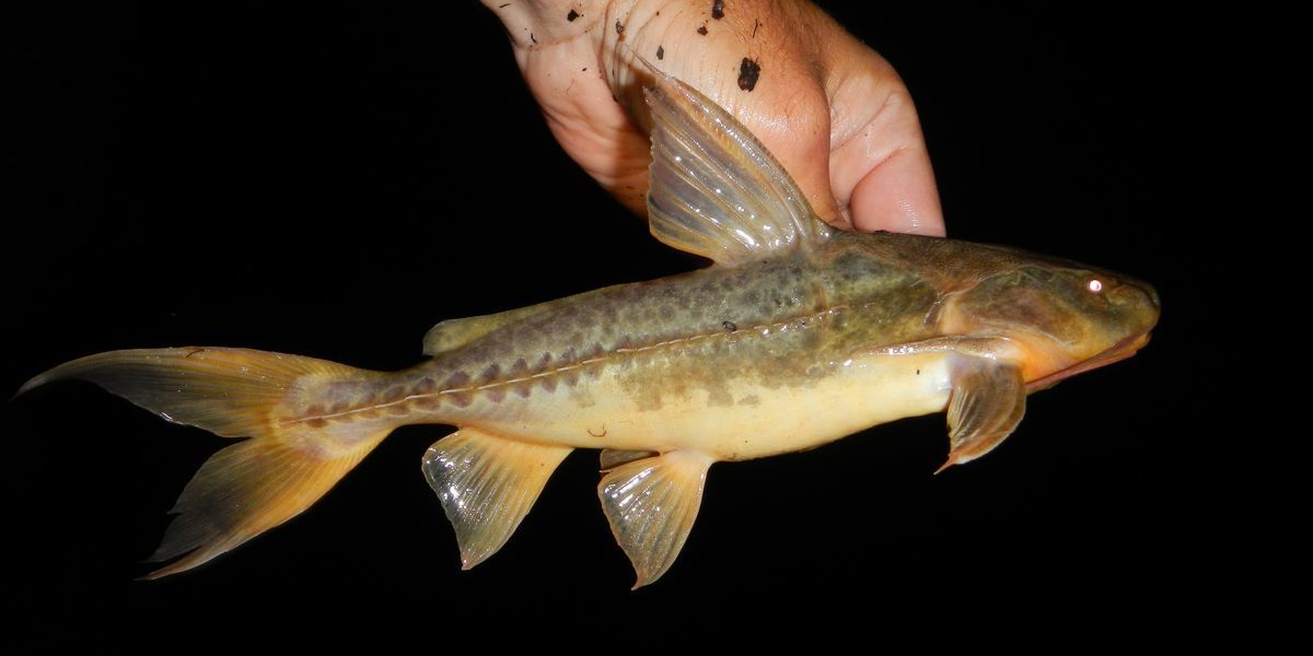 image of pterodoras granulosus \(granulated catfish\)