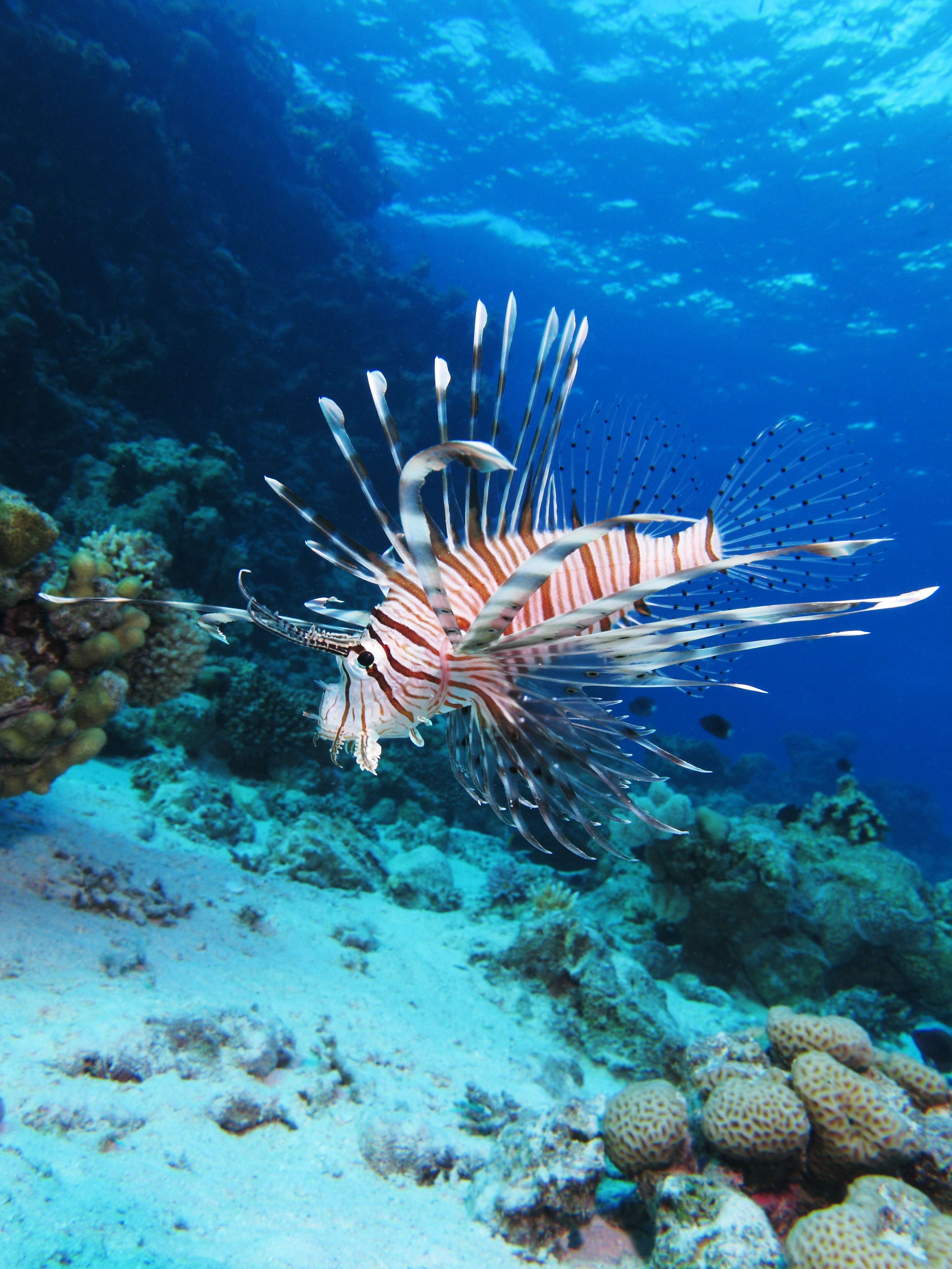image of pterois miles \(devil firefish\)