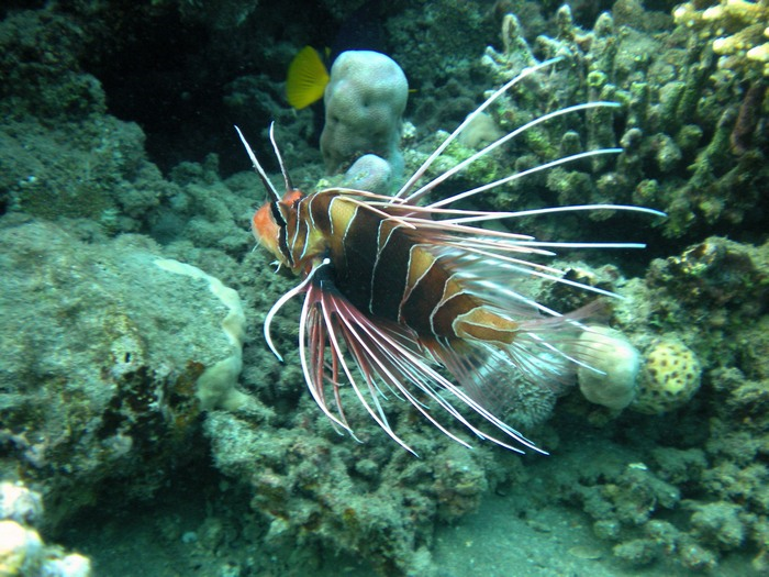image of pterois radiata \(radial firefish\)