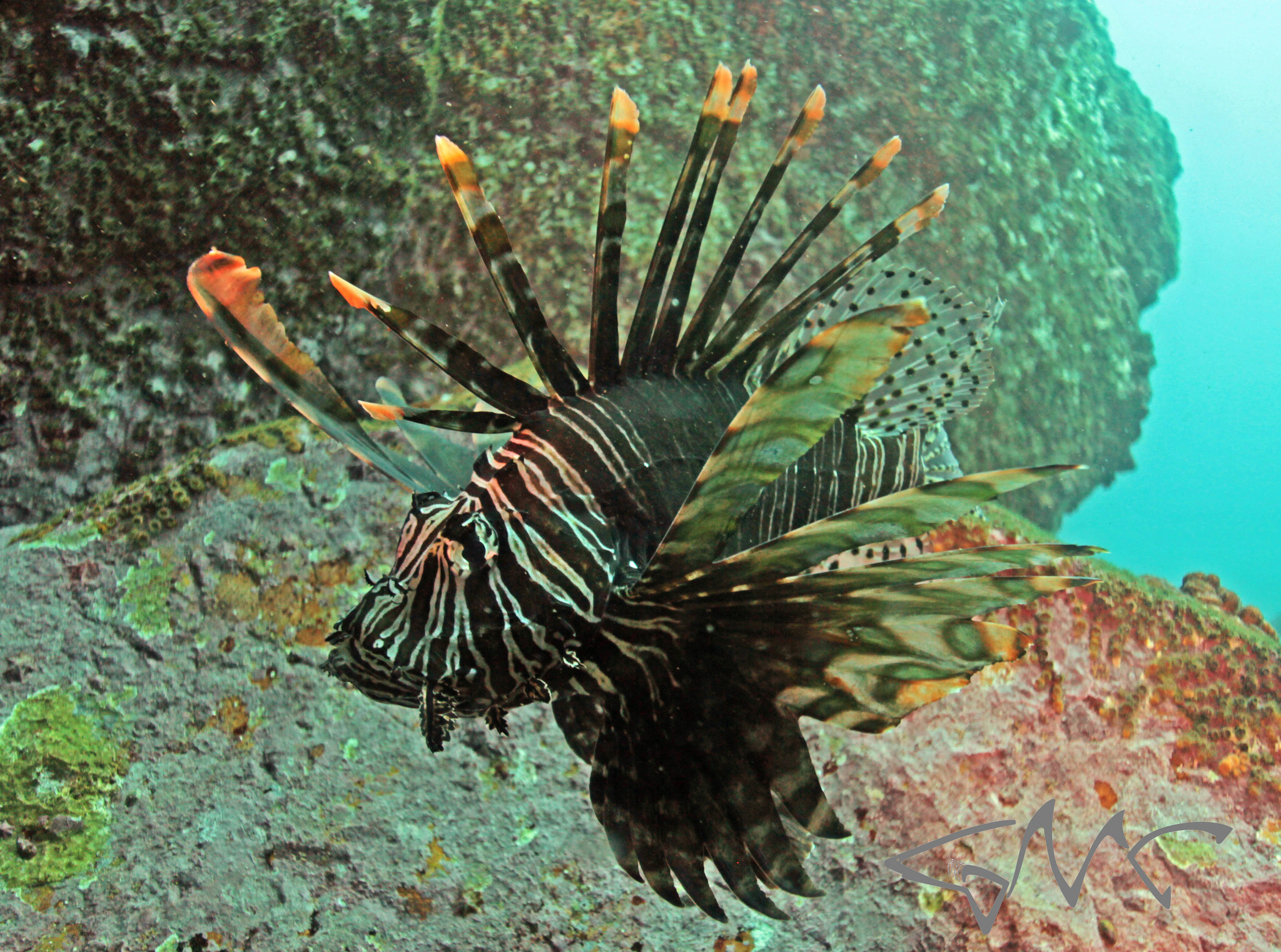 image of pterois volitans \(red lionfish\)