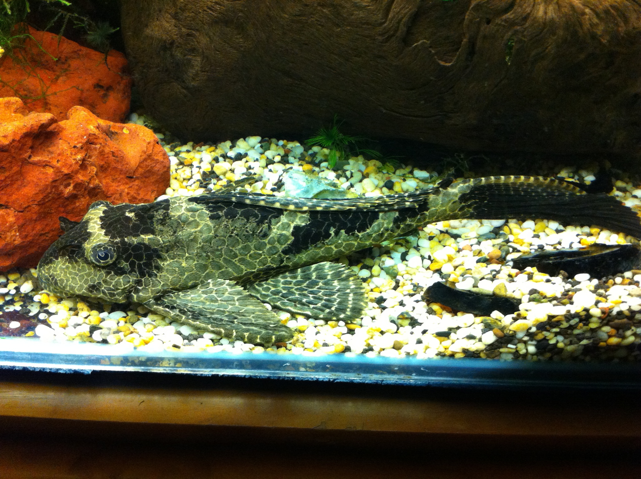 image of pterygoplichthys gibbiceps \(leopard pleco\)