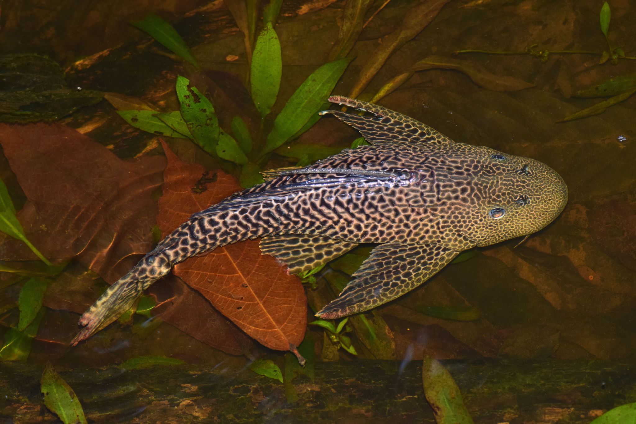 image of pterygoplichthys pardalis \(amazon sailfin catfish\)