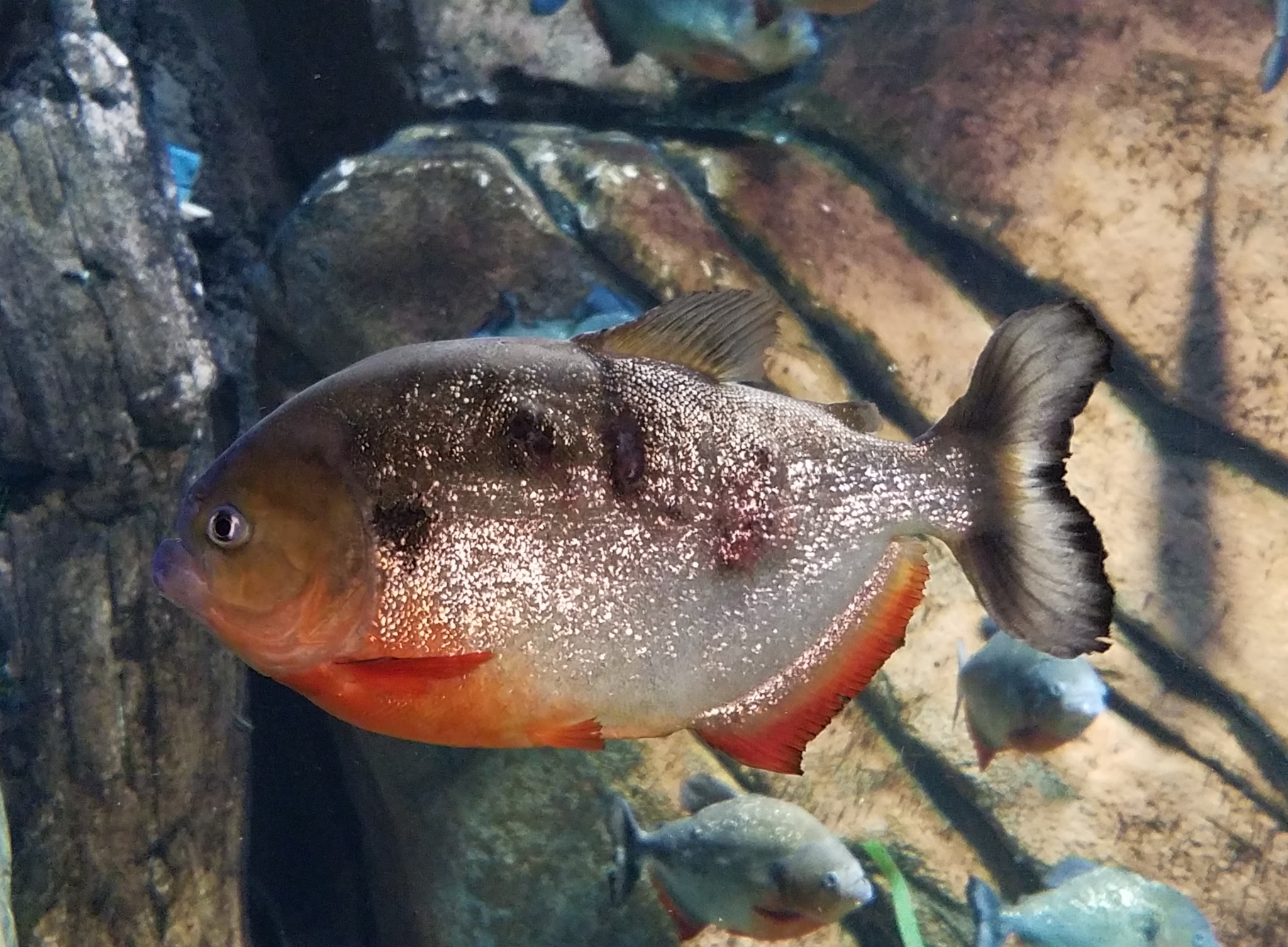 image of pygocentrus cariba \(black spot piranha\)