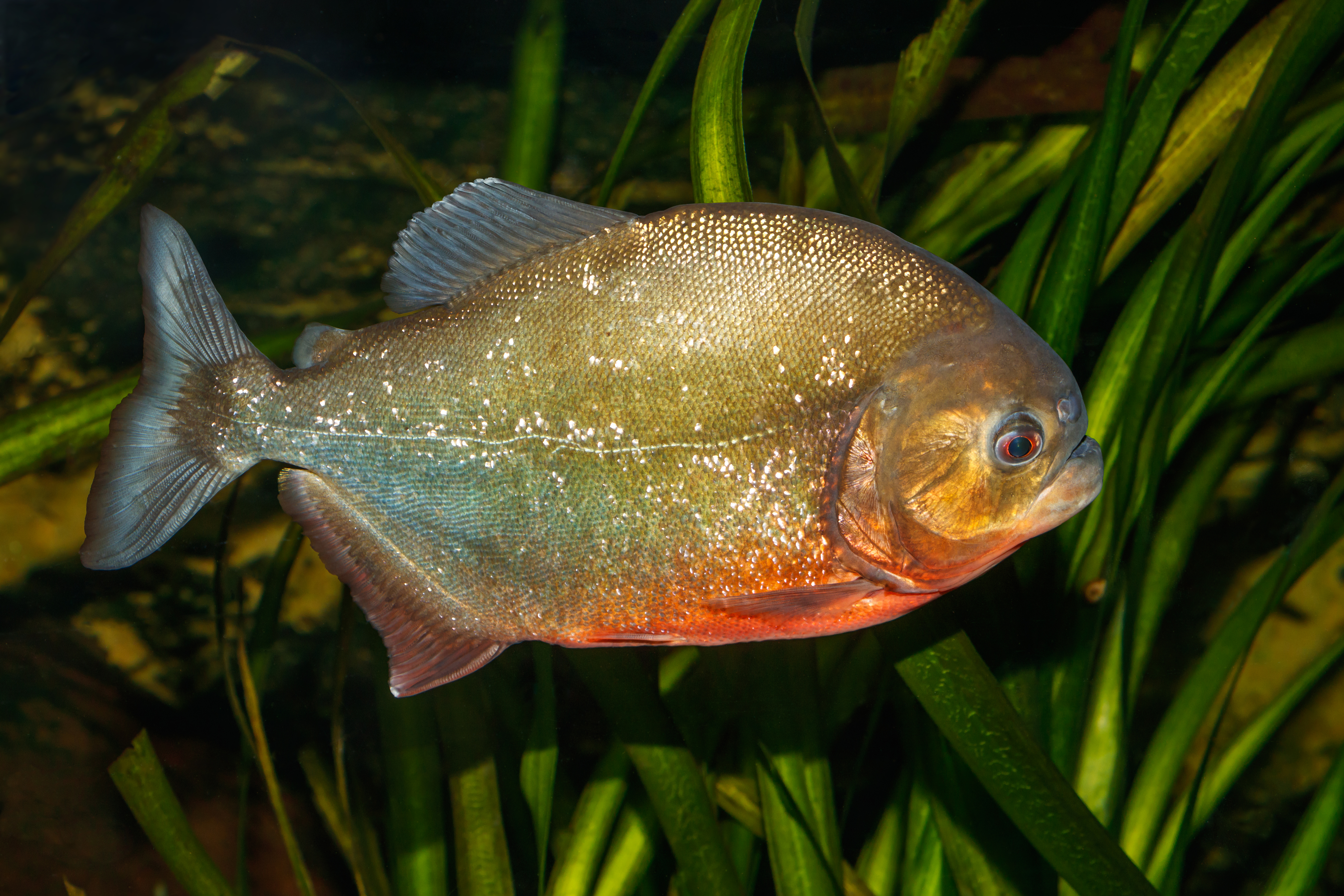 image of pygocentrus nattereri \(red piranha\)