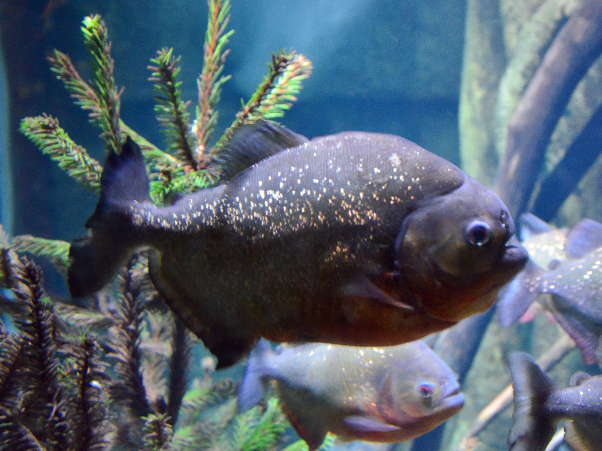 image of pygocentrus piraya \(san francisco piranha\)