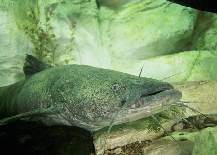 image of pylodictis olivaris \(flathead catfish\)