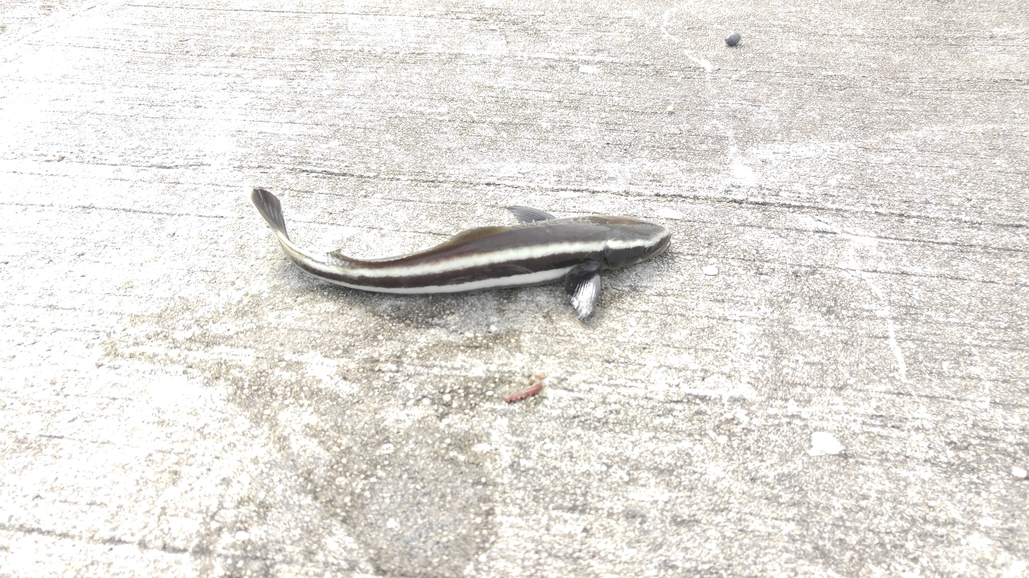 image of rachycentron canadum \(cobia\)