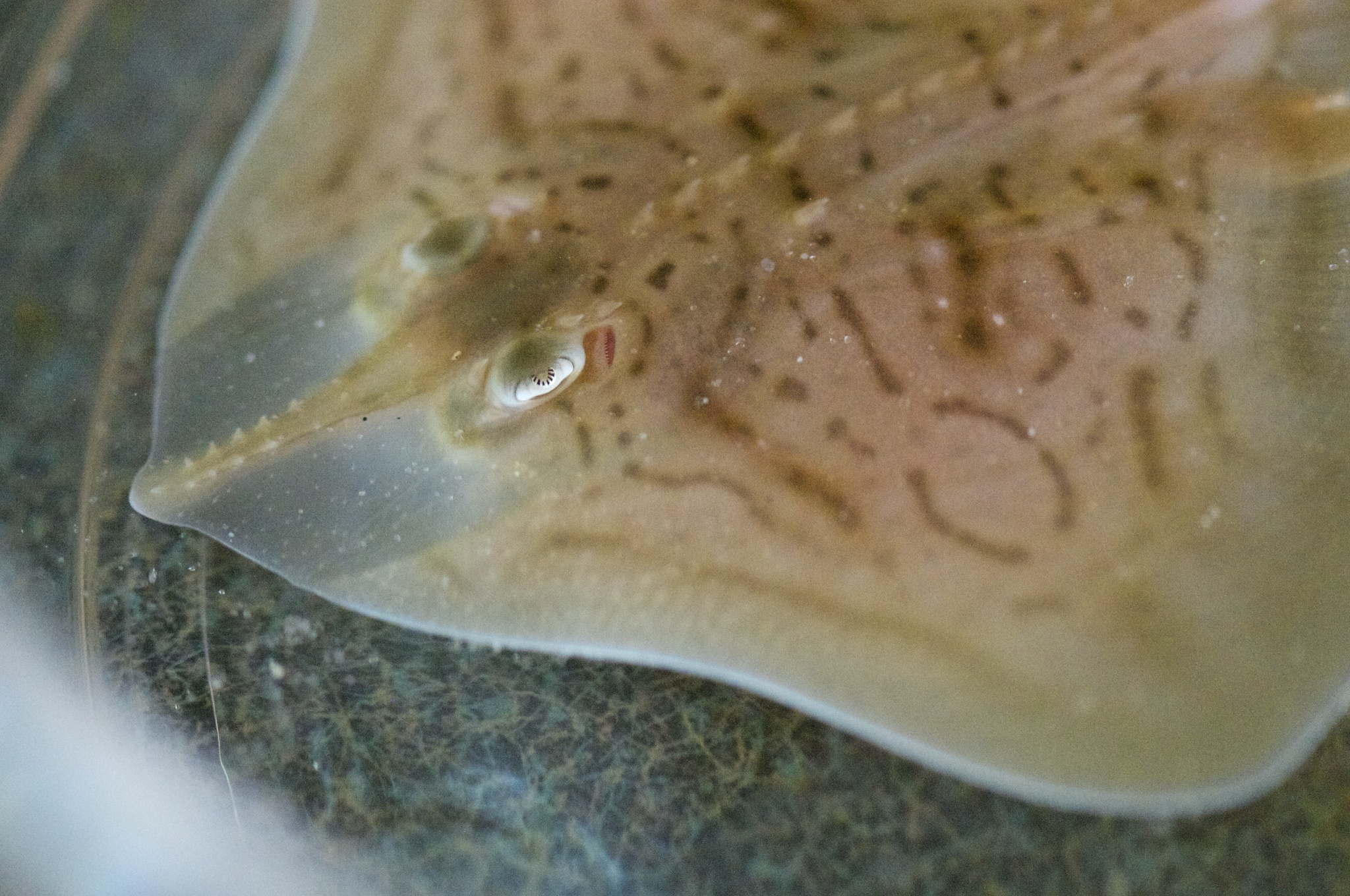 image of rostroraja eglanteria \(clearnose skate\)