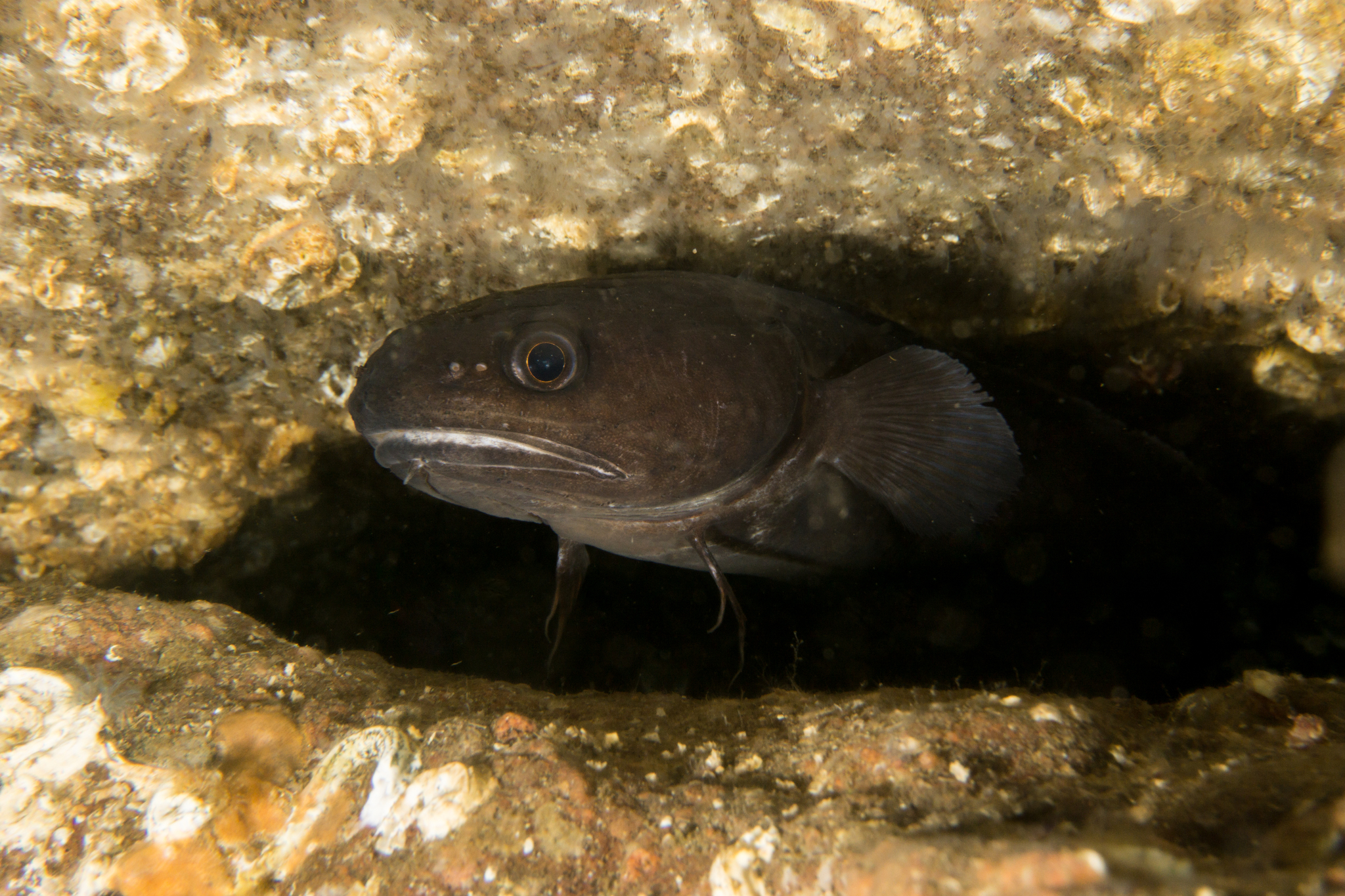 image of raniceps raninus \(tadpole fish\)