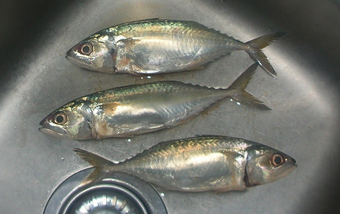 image of rastrelliger brachysoma \(short mackerel\)