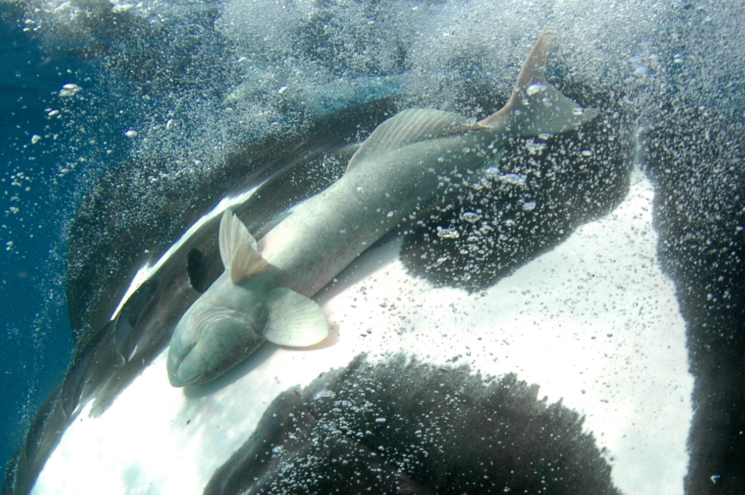 image of remora remora \(shark sucker\)