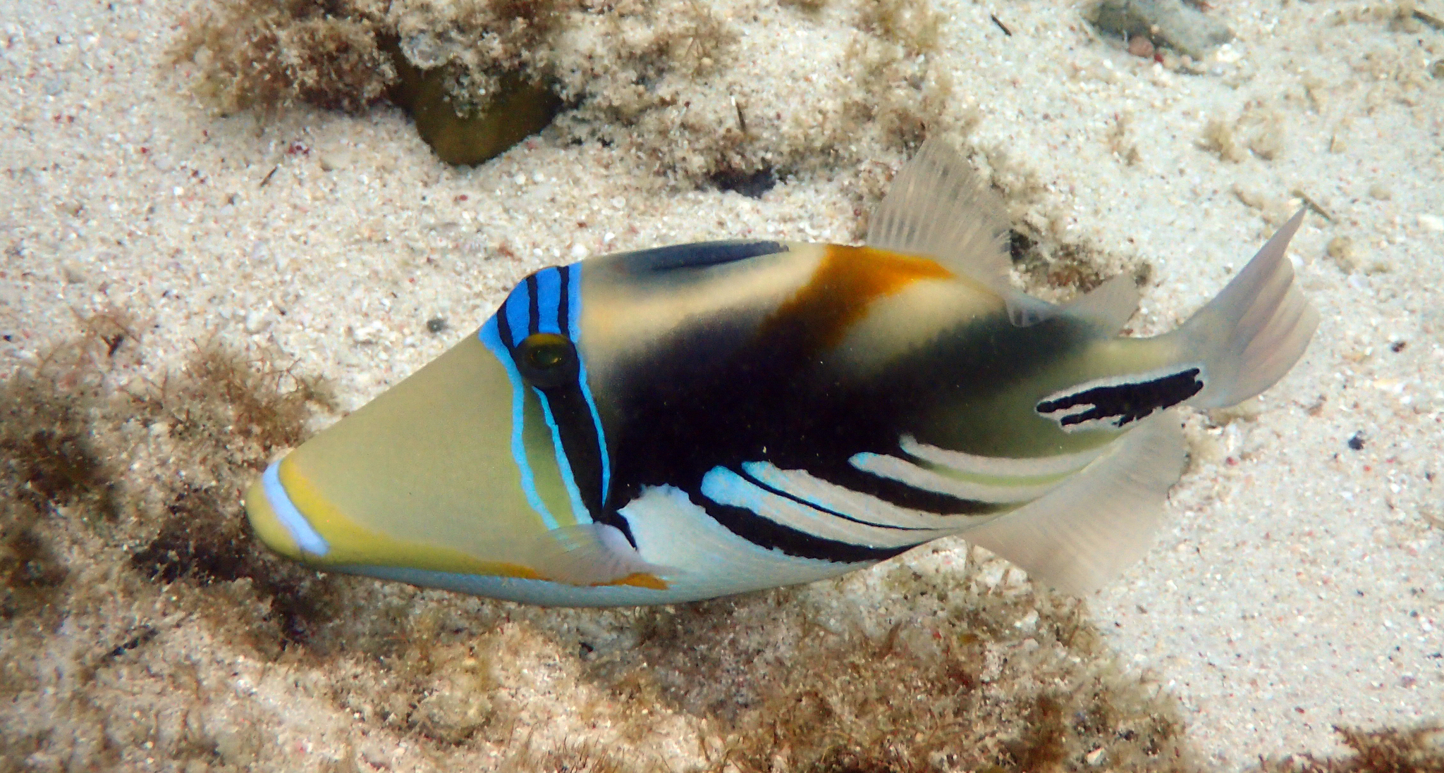 image of rhinecanthus aculeatus \(white-banded triggerfish\)