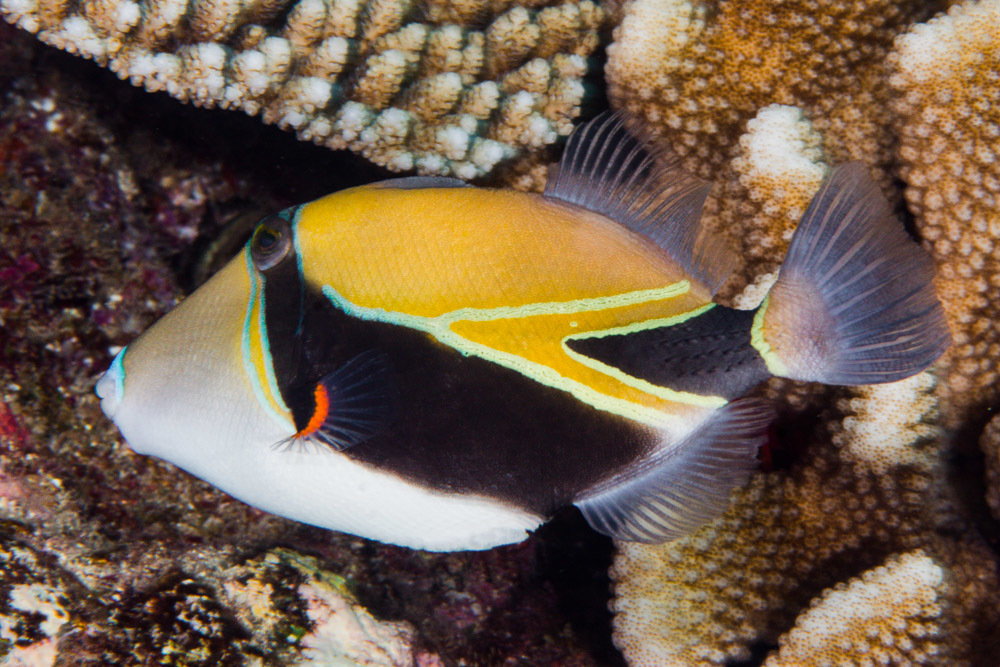 image of rhinecanthus rectangulus \(wedge-tail triggerfish\)