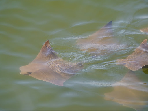 image of rhinoptera bonasus \(cownose ray\)